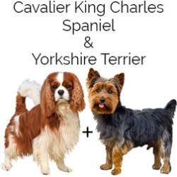 King Charles Yorkie Dog